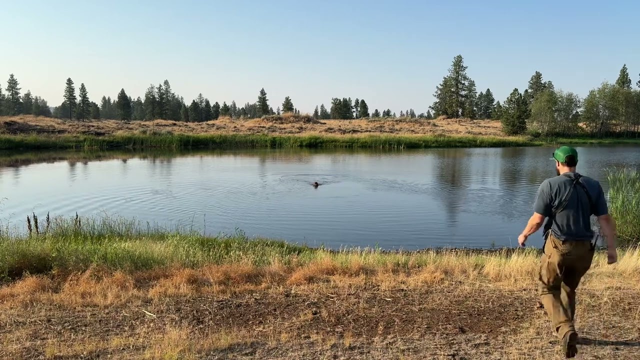 Pudelpointer 6 months water retrieve training for NAVHDA NA test