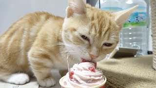 クリスマスケーキを猫にプレゼントしてみた。