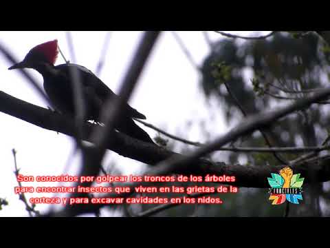 Video: ¿Qué significa pájaro carpintero?