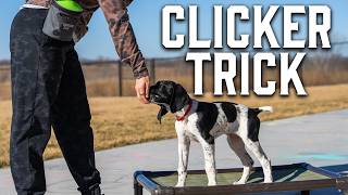 Advanced Clicker Training Every Puppy Needs