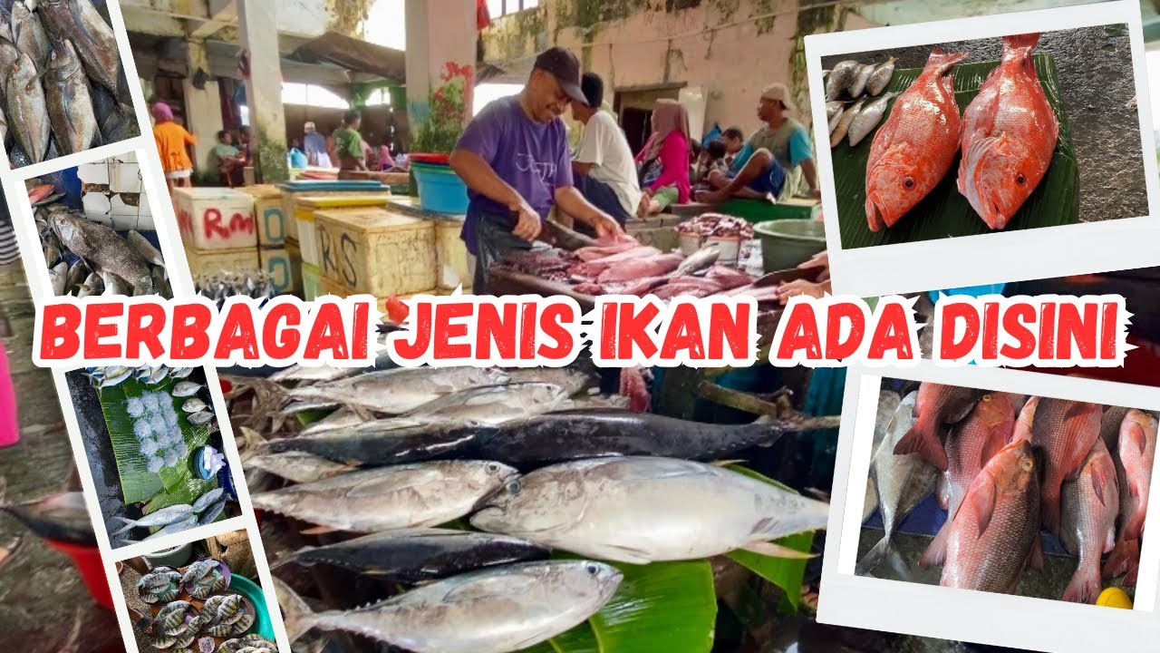 Menelusuri Pasar Ikan Terbesar di Ambon! Segar Langsung dari Laut 🔥