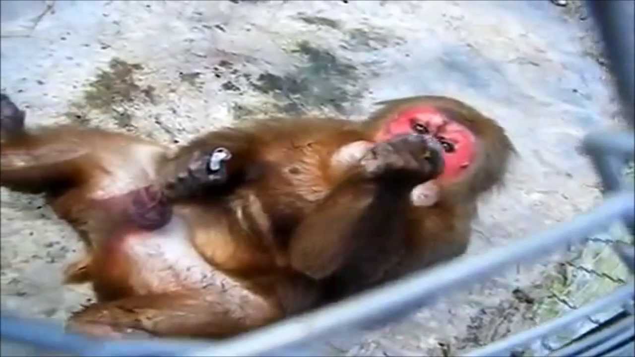 Cute Dogs, monkey eating, people laughing at the zoo, funny videos, monkey ...