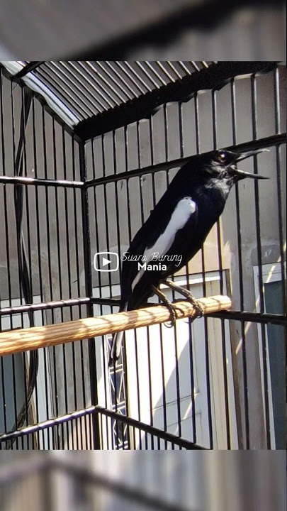 Siulan Kacer Gacor!! Bikin Kacer Lain Emosi 🔥 #burungkacer #kacergacor #suaraburungkacer