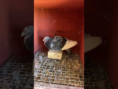 انتى حمام اسباني 