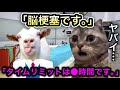 脳梗塞で死にかけた話 タイムリミットは●時間 #猫ミーム