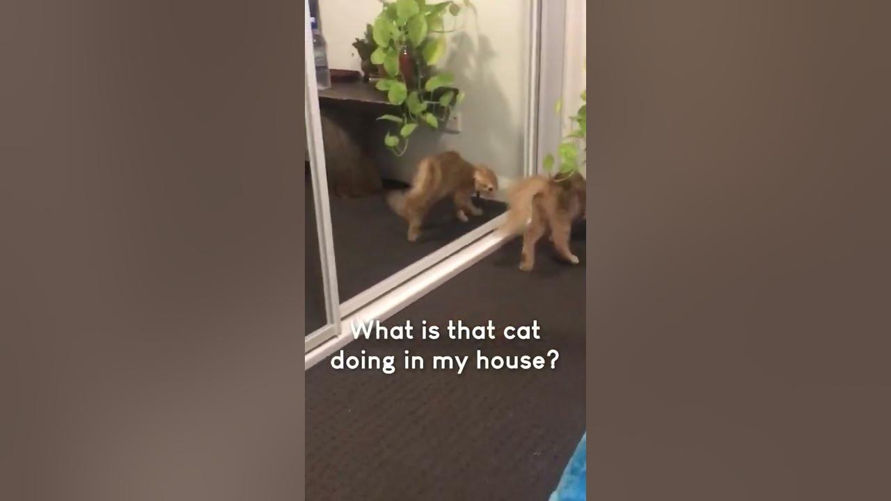Funny Cat Freaks Out After Seeing Reflection! - YouTube