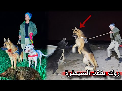 العودة بعد غياب سبب اختفاء صلبوخ موت جراء كلبتي لوسي