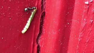 Ants carrying a caterpillar
