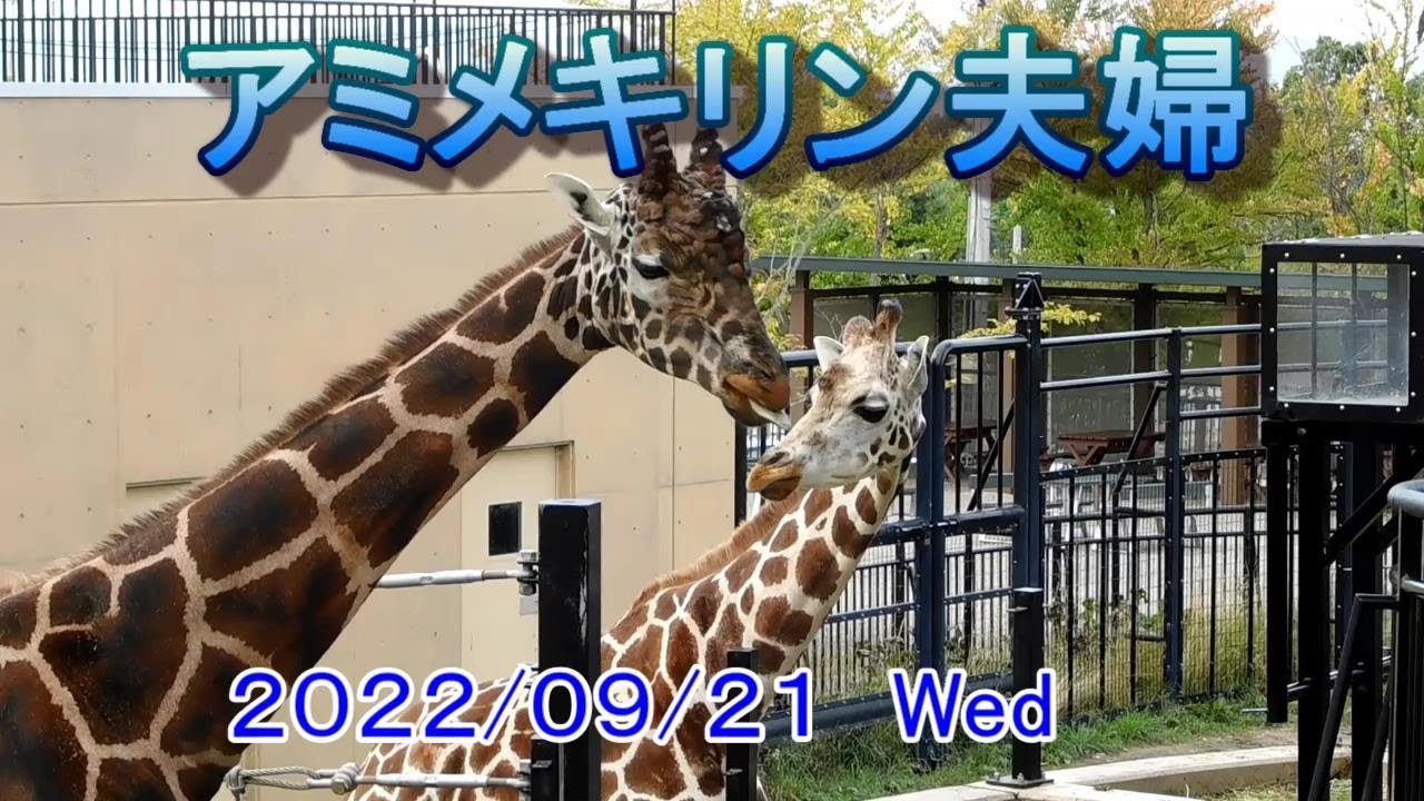 キリン夫婦の仲を確かめてきた 旭山動物園 Youtube