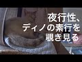 ［沖縄保護猫］#26.27.28（再）ぼろぼろガリガリだった元野良猫『ディノ』相変わらずのシャー！#沖縄#猫#ディノ