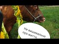 Невишивальне. Про подорож до села, городи ,про життя.