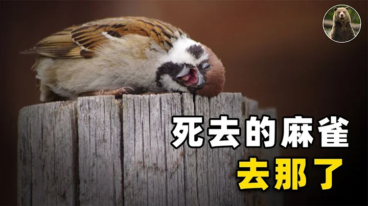 活着的“麻雀”很常见，为何你从未见过死去的麻雀？【万物灵】 - 天天要闻