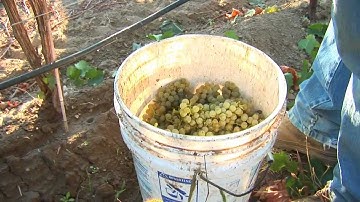 Harvest Time and Wine Making in the Yakima Valley