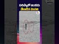 సరిస్కాలో జింకను మొసలి వేటాడింది 🐊