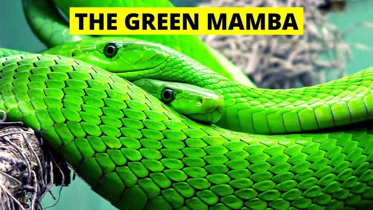 Green Mamba Snake At Nairobi National Museum | Sony CX-405 Camcorder
