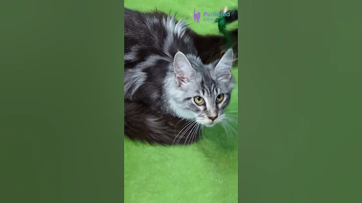 Video 11572511: tabby bicolor maine coon, black tabby maine coon, color maine coon, mainecoon, breed