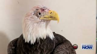 Road to Recovery for Bald Eagles