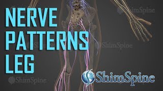 Nerve Patterns Leg
