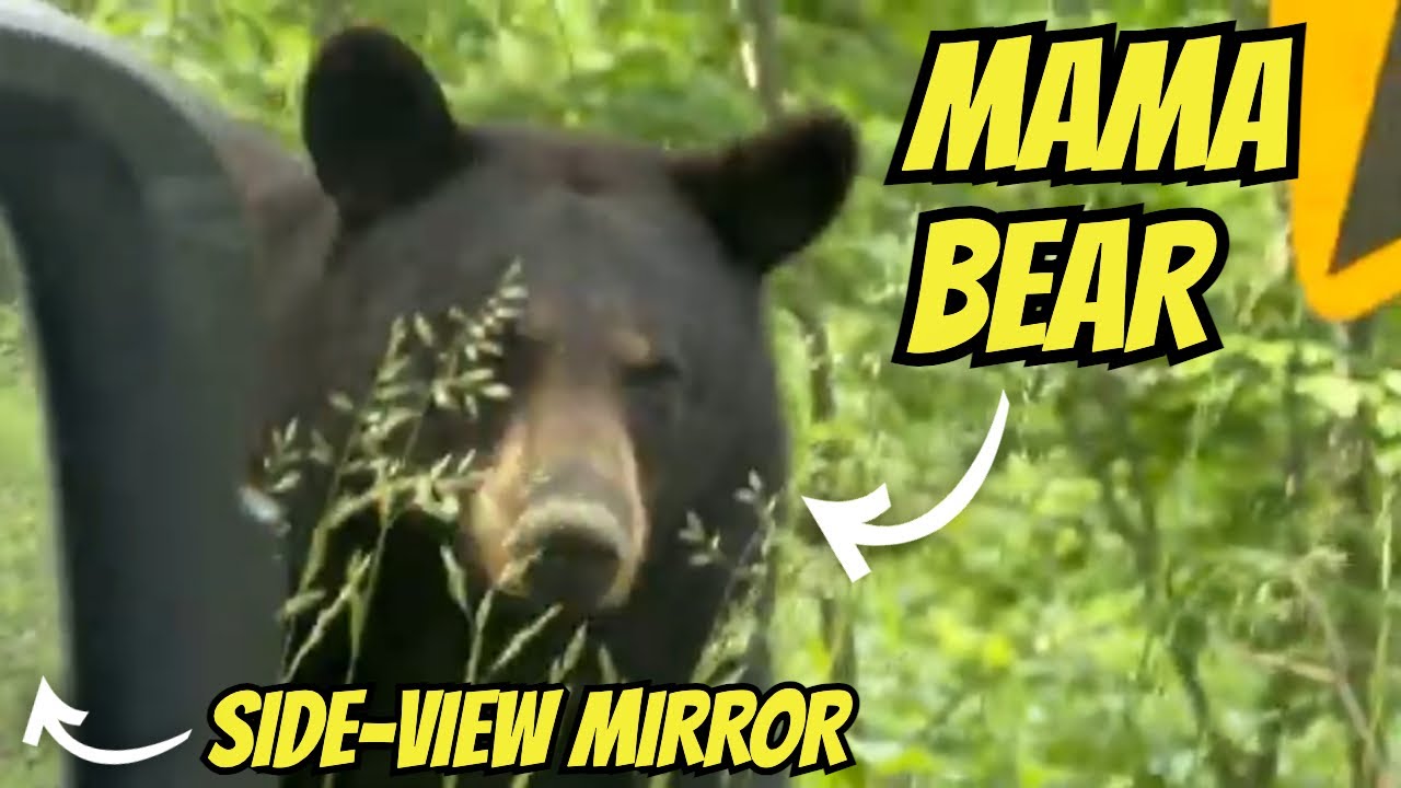 A Mother Bear & Her Cubs Got Way Too Close To Our Car! - YouTube
