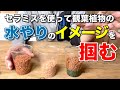 観葉植物の水やりのイメージをセラミスを使って説明します