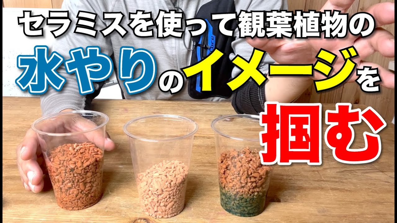 観葉植物の水やりのイメージをセラミスを使って説明します