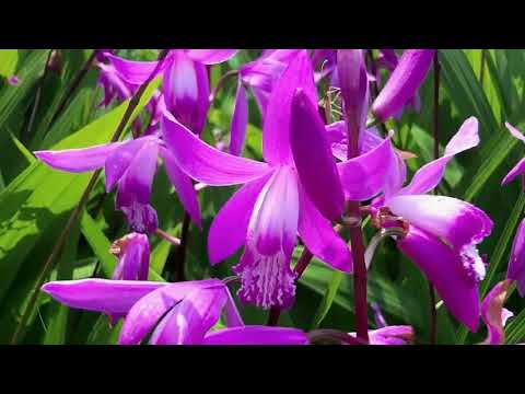 ორქიდეომანია # ბლეტილა, საქართველოში მობინადრე ორქიდეა, მცირე ფლორისტული გამოძიება Bletilla Striata