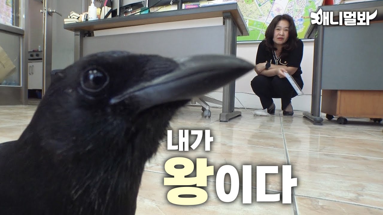 까치 집 보러 왔습니다만 ㅣHere To Look For the Magpie’s house