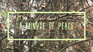 A Peaceful Minute