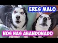 *BRUTAL BRONCA* de mis PERROS ABANDONADOS durante unas horas y solos en casa