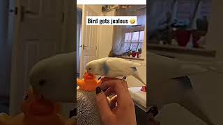 Bird gets jealous 🤣 #shorts #reels