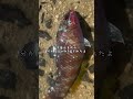 十六島で赤虫をエサにして釣りしてみたら...