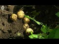 Чипсовый картофель впервые выращивают в Новосибирской области