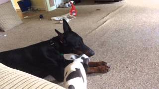 Doberman And French Bulldog Kissing