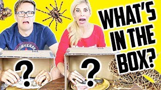 WHATS IN THE BOX CHALLENGE! (DAY 204)