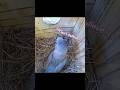 Can’t believe it! ☀️ #bluebirds #birds #nest #nestbox #bluebirdnestbox #birdhouse
