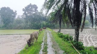 Rain in Bangladesh - Fishing, Walking in the Rain, Explore Beautiful Village Life | Monsoon Season