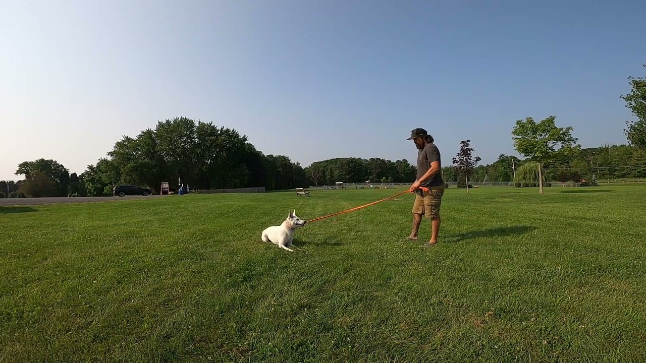 communication avec votre chien