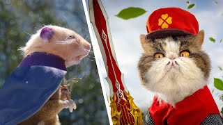 Cats vs. Hamsters by AaronsAnimals 1,302,923 views 10 months ago 3 minutes, 58 seconds