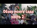 Джунгли в квартире. Обзор моего сада. Часть 2.