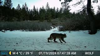 Bobcat hunting on my driveway at Tehachapi cabins, winter 2024