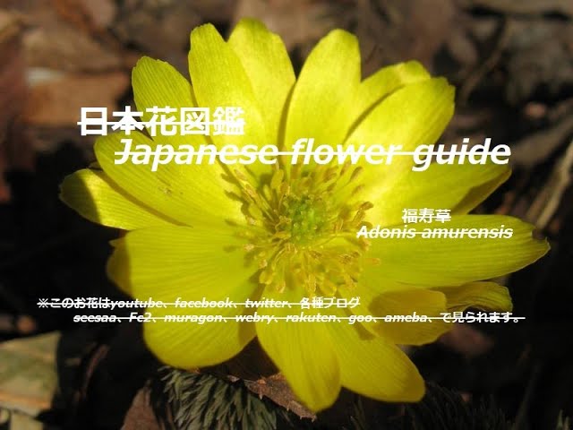 枯れ葉が光る Light On Dead Leaves 福寿草 ふくじゅそう Adonis Amurensis 季節の花 日本花図鑑 Japanese Flower Guide Youtube