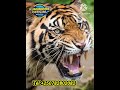 ЁЯЫСIS THE LARGEST IN THE BIGCAT TIGER ЁЯЫСIS THE LARGEST IN THE BIGCAT TIGER