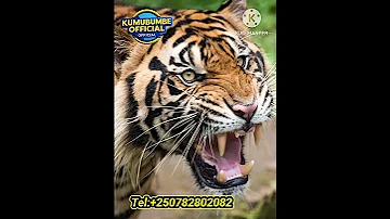 IS THE LARGEST IN THE BIGCAT TIGER 