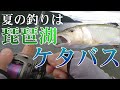 夏の釣りは琵琶湖ケタバス（ハス）！日本古来の淡水フィッシュイーターをトップウォータープラグを使って釣るのが最高に楽しい！あなたもやってみませんか？
