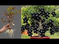 How To Propagate Java Plum Tree Cutting Faster With Aloe Vera, best idea propagating java plum tree 