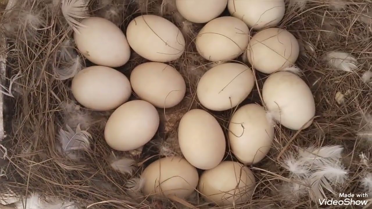 جوله عند كل الطيور على السطح ومحتاجه رأيكم فى موضوع ضرورى بالنسبة للقناة 