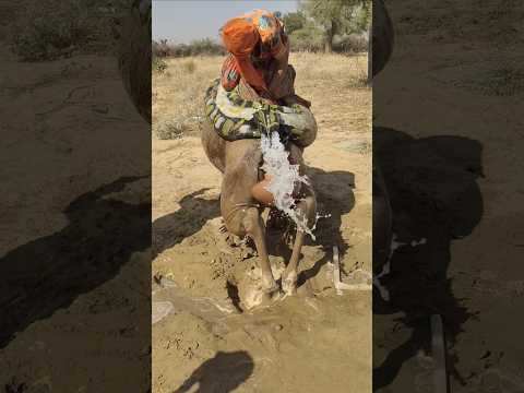 م ف اج أ ة الج م ل ن ه ض ف ان ف ل ت ت الد م م ن الم ط ر ق ة