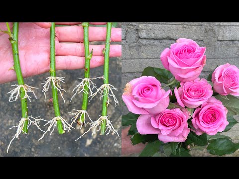 Mua hoa hồng ở cửa hàng về trồng | How to cut roses in the sand