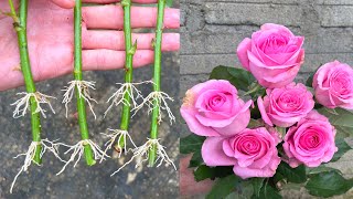 Buy roses at the store to plant | How to cut roses in the sand
