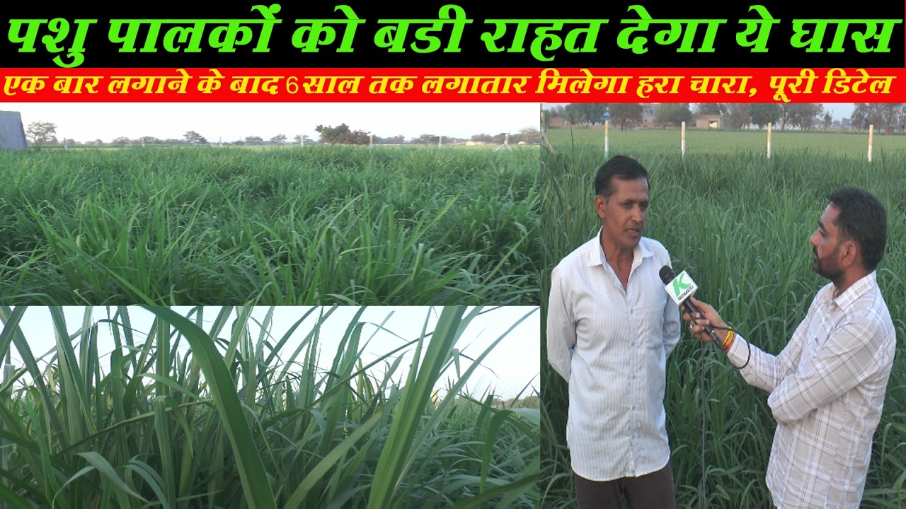 पशु पालको को बडी राहत देगा ये हरा चारा, 1 बार लगाओ और 6 साल तक चराओ, देखें पूरी डिटेल #supernapier